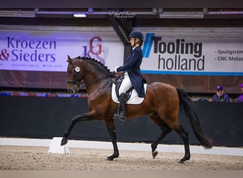 Lusitano, Stallone, 13 Anni, 167 cm, Baio
