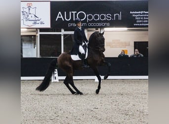 Lusitano, Stallone, 13 Anni, 167 cm, Baio