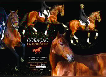 Lusitano, Stallone, 13 Anni, 167 cm, Baio