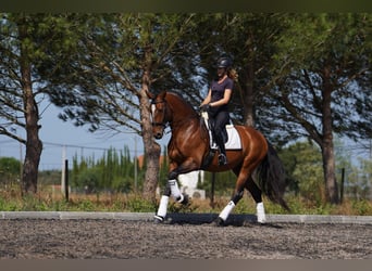 Lusitano, Stallone, 8 Anni, 173 cm, Baio ciliegia