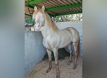 Lusitano, Stallone, 8 Anni, 168 cm, Cremello
