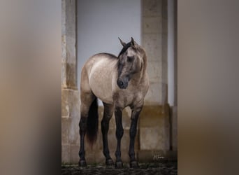 Lusitano, Stallone, 6 Anni, 161 cm, Falbo