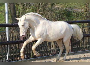 Lusitano, Stallone, 14 Anni, 165 cm, Palomino