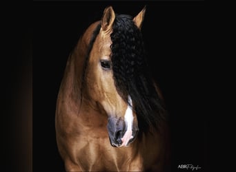Lusitano, Stallone, 13 Anni, 167 cm, Pelle di daino