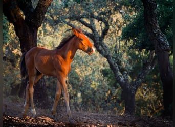 Lusitano, Stallone, Puledri (05/2026), 160 cm, Baio