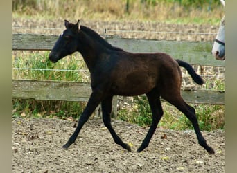Lusitano, Stallone, Puledri (06/2025), 160 cm, Grigio