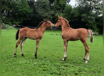 Lusitano, Stallone, Puledri (05/2026), 160 cm, Sauro scuro