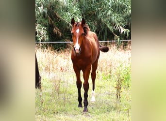 Lusitano, Stallone, Puledri (03/2026), 164 cm, Baio