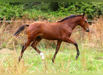 Lusitano, Stallone, Puledri (03/2026), 164 cm, Baio