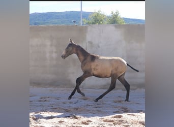 Lusitano, Stallone, Puledri (04/2025), 164 cm, Pelle di daino