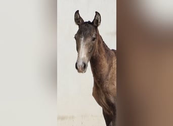 Lusitano, Stallone, Puledri (04/2025), 164 cm, Pelle di daino