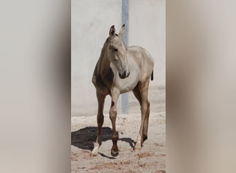 Lusitano, Stallone, Puledri (04/2025), 164 cm, Pelle di daino