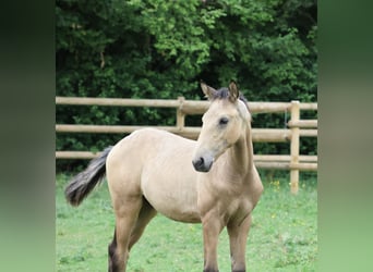 Lusitano, Stallone, Puledri (04/2026), 166 cm, Pelle di daino