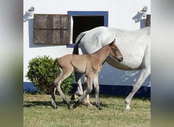 Lusitano, Stallone, Puledri
 (01/2024), Baio