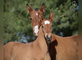 Lusitano, Stallone, Puledri
 (01/2024), Baio ciliegia