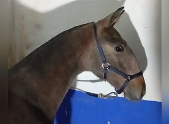 Lusitano, Stallone, Puledri (04/2025), Grigio