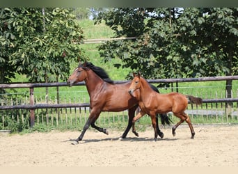 Lusitano, Stallone, Puledri (04/2024), Pearl