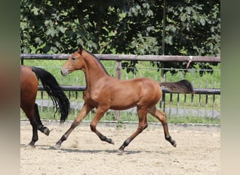 Lusitano, Stallone, Puledri (04/2024), Pearl