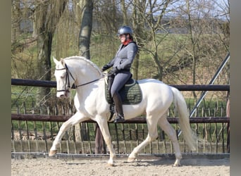 Lusitano, Stallone, Puledri (04/2024), Pearl