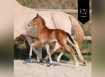 Lusitano, Stallone, Puledri (01/2026), Pelle di daino