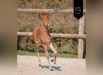 Lusitano, Stallone, Puledri (01/2026), Pelle di daino