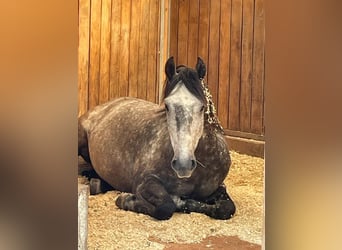Lusitano, Wałach, 10 lat, 151 cm, Siwa jabłkowita