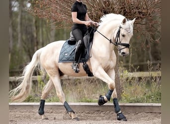 Lusitano, Wałach, 10 lat, 155 cm, Izabelowata