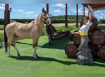 Lusitano Mix, Wałach, 10 lat, 157 cm, Bułana