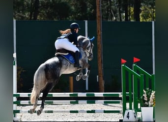 Lusitano, Wałach, 10 lat, 160 cm, Siwa jabłkowita
