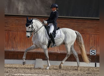 Lusitano, Wałach, 10 lat, 162 cm, Siwa