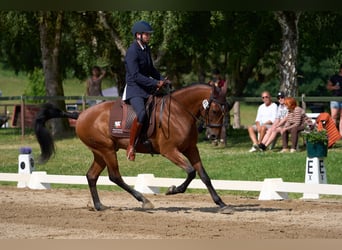 Lusitano, Wałach, 10 lat, 164 cm, Gniada