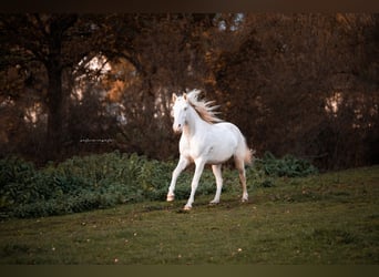 Lusitano, Wałach, 11 lat, 155 cm, Cremello