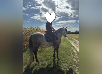 Lusitano, Wałach, 11 lat, 160 cm, Siwa