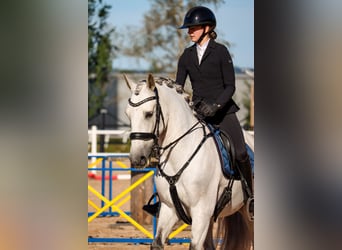 Lusitano, Wałach, 11 lat, 160 cm, Siwa