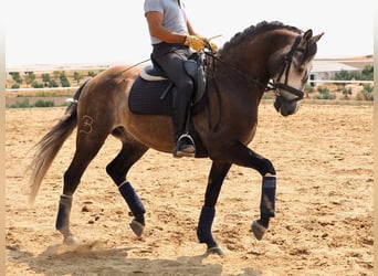 Lusitano, Wałach, 11 lat, 161 cm, Siwa