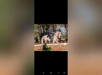 Lusitano Mix, Wałach, 11 lat, 162 cm, Cremello