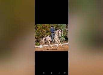 Lusitano Mix, Wałach, 11 lat, 162 cm, Cremello