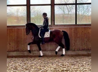 Lusitano, Wałach, 11 lat, 164 cm, Gniada