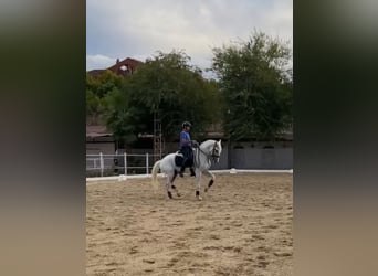 Lusitano, Wałach, 11 lat, 164 cm, Siwa
