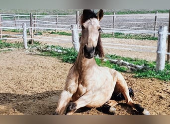 Lusitano Mix, Wałach, 12 lat, 152 cm, Bułana