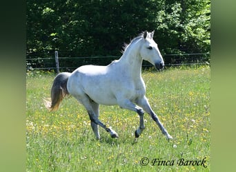 Lusitano, Wałach, 12 lat, 154 cm, Siwa