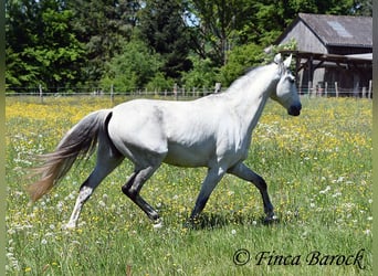 Lusitano, Wałach, 12 lat, 154 cm, Siwa