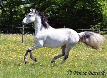 Lusitano, Wałach, 12 lat, 154 cm, Siwa