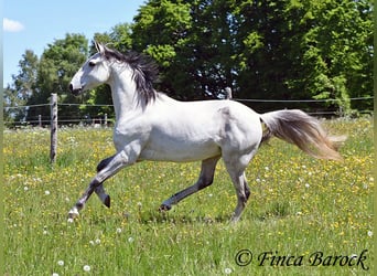 Lusitano, Wałach, 12 lat, 154 cm, Siwa