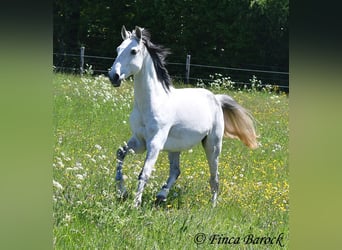 Lusitano, Wałach, 12 lat, 154 cm, Siwa