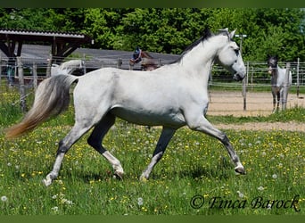 Lusitano, Wałach, 12 lat, 154 cm, Siwa