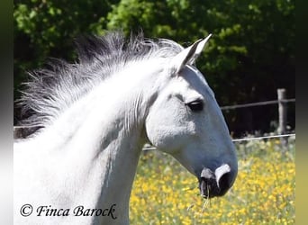 Lusitano, Wałach, 12 lat, 154 cm, Siwa