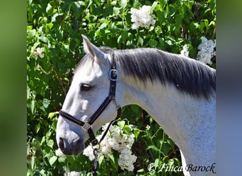 Lusitano, Wałach, 12 lat, 154 cm, Siwa