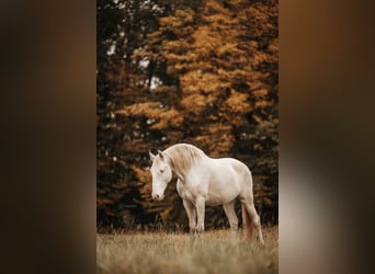 Lusitano, Wałach, 12 lat, 157 cm, Cremello