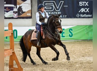 Lusitano, Wałach, 12 lat, 158 cm, Ciemnogniada